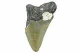 Bargain, Fossil Megalodon Tooth - North Carolina #368458-1